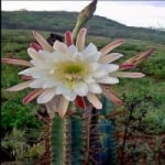 Flor do Mandacaru