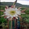 Flor do Mandacaru